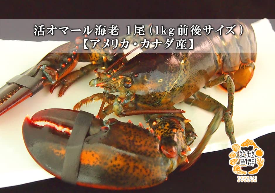 Amazon.co.jp: 築地魚群 活オマール海老 ロブスター 1kg前後サイズ